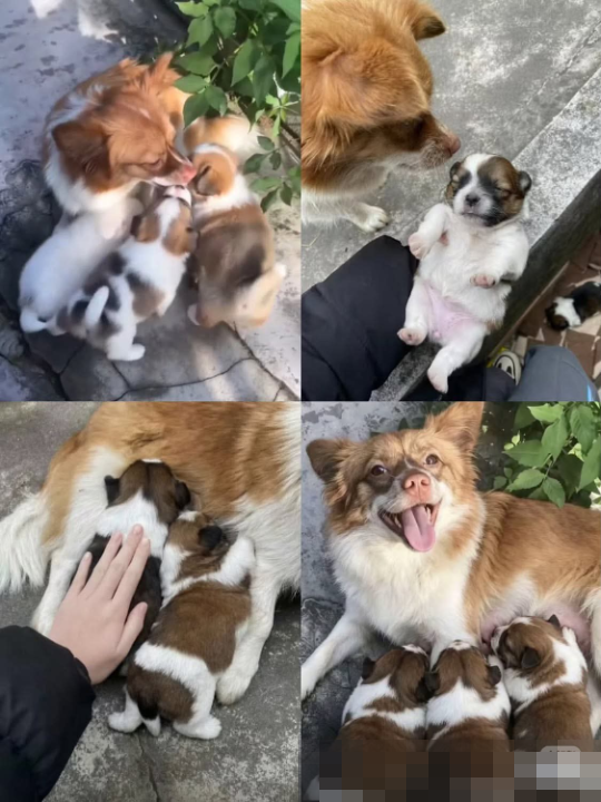 網傳母犬照顧幼犬的非血腥影像拼圖